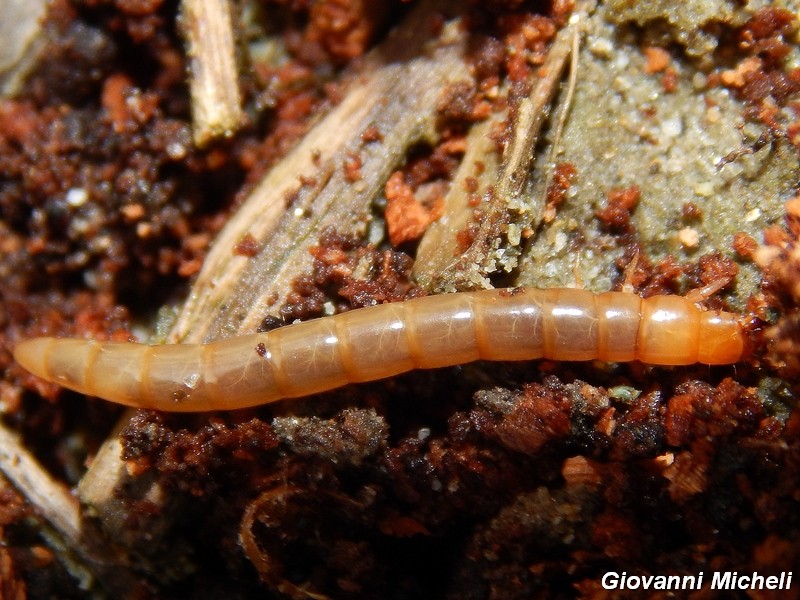 Serie di Tenebrionidae del Parco del Ticino